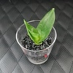 Aws4 request&x amz signedheaders=host&x amz signature=082dd5ba620389a633bf63d5f1cf85b1720d1497d7c4d4f17d2164859e8ff8ce