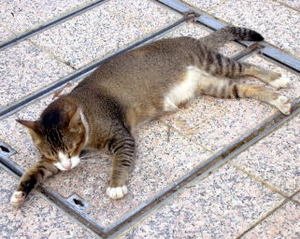 Aws4 request&x amz signedheaders=host&x amz signature=a06d6b464aa752f2b4a021ccaac78917a39d2e888d3e0aa904777de8583b2122