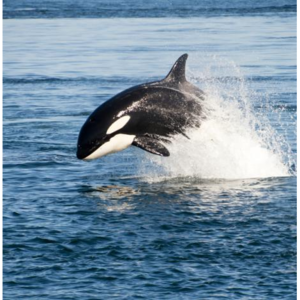 Aws4 request&x amz signedheaders=host&x amz signature=a1e1fff2b778f0b80be4ee0d142d0ce05276f3a6a0a72e63ccd0200b3dc622f1