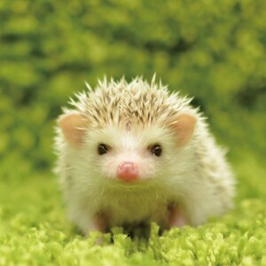 Aws4 request&x amz signedheaders=host&x amz signature=720fc966af8894260e3ade9a282e9f3be4122c99a5bc98ff1501a669194651c8