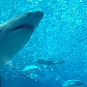 Aws4 request&x amz signedheaders=host&x amz signature=1c7b1fe6458639f36113c37d2587e2f121467deda41c3e8be44351eb967883b0