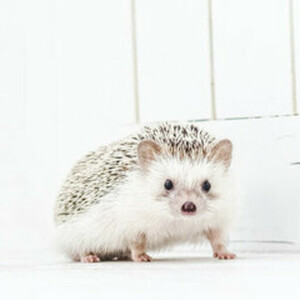 Aws4 request&x amz signedheaders=host&x amz signature=57fb62c9d429f1f6da3640615768dfcd696b6dde0d5bd51ec9941895ac3a908a