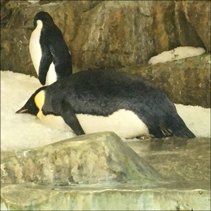 Aws4 request&x amz signedheaders=host&x amz signature=aa37d768838063416069f3ac29d97ed07389f4359e33bc6767770e00cb1da938