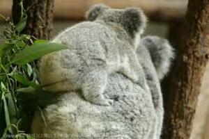 Aws4 request&x amz signedheaders=host&x amz signature=9894580bc4a4f239acbd5a93087e734d9dfb82eda29315ed0ca9b48eb53391b8