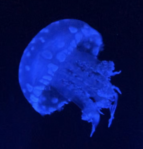 Aws4 request&x amz signedheaders=host&x amz signature=c695382af6d98f5fb06aacee592cd12aecd038726069233120007af2a9ed5cf5