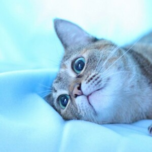 Aws4 request&x amz signedheaders=host&x amz signature=cc1d7be45c8e7385e2c15705182e66f1240b315aadd2e521cb7b1dd5d77b4113