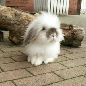 Aws4 request&x amz signedheaders=host&x amz signature=62338fac74034ab30becd2d046cd9c0653e03af28e084e2698a7ad552da7b45b