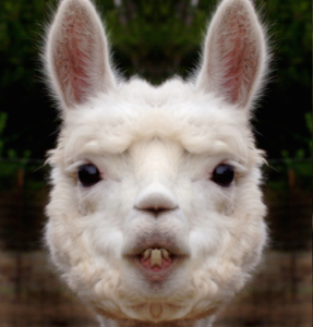 Aws4 request&x amz signedheaders=host&x amz signature=5cf81be1b1c1569a16373cb8b7e4322ab80e06855d1b069a25153ed9e2eeeba5