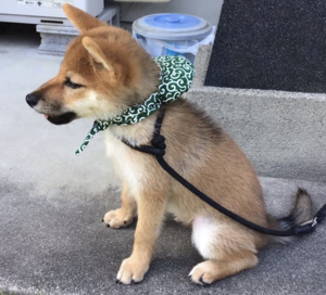 Aws4 request&x amz signedheaders=host&x amz signature=6f97c1f0e97c3b967c86eca2b9437e2de0d4e08836a84a988090ec8c86c0ea8b