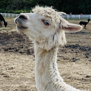 Aws4 request&x amz signedheaders=host&x amz signature=2bc67d5469aae7c1c17aca2dfeb937f0270b4849f07d37552ebb75c1b6d24c92