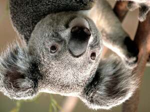 Aws4 request&x amz signedheaders=host&x amz signature=62fa74a24530914848323b278efaef60967c38b2fbd58cbcbedf5f39b4c4b2be